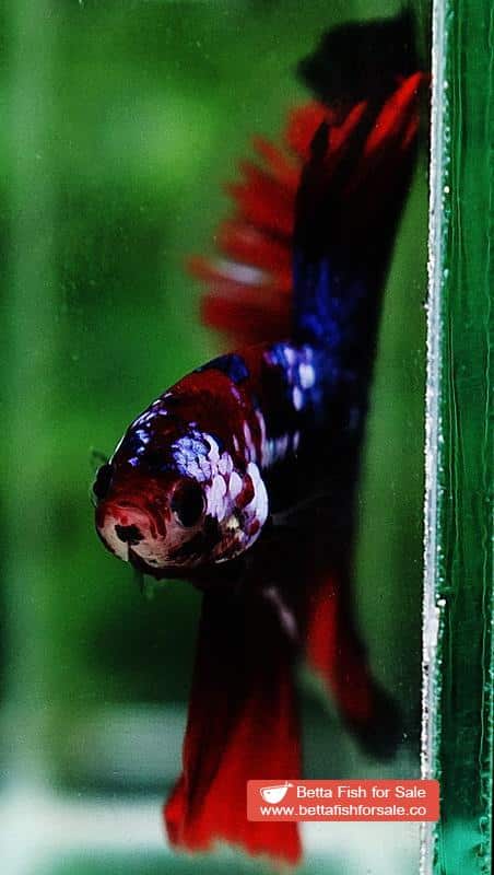 Betta fish HM Red Devil Warrior - Image 8