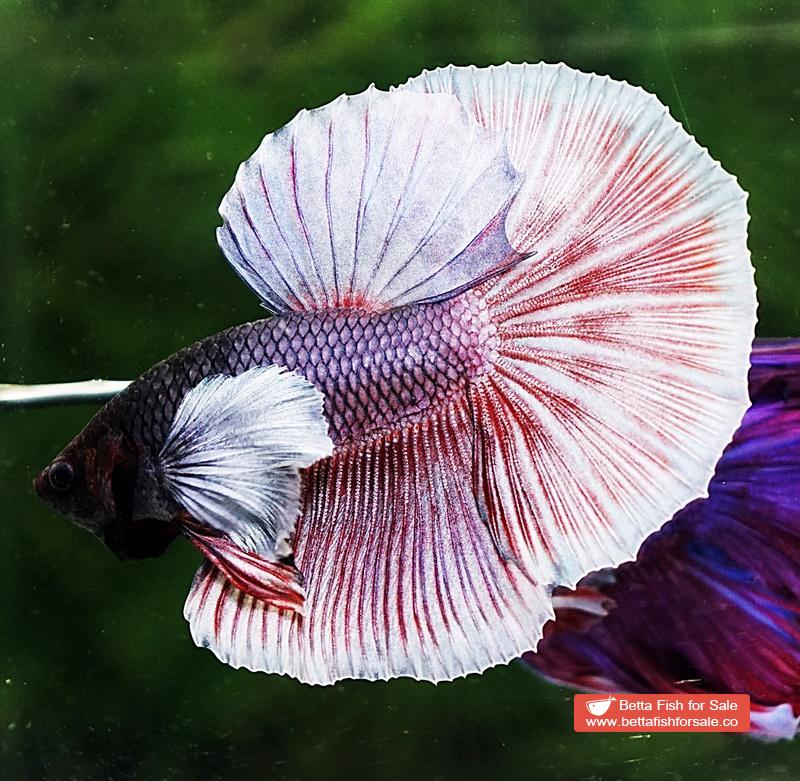 Betta fish HM Red Copper Salamander Dumbo - Image 4