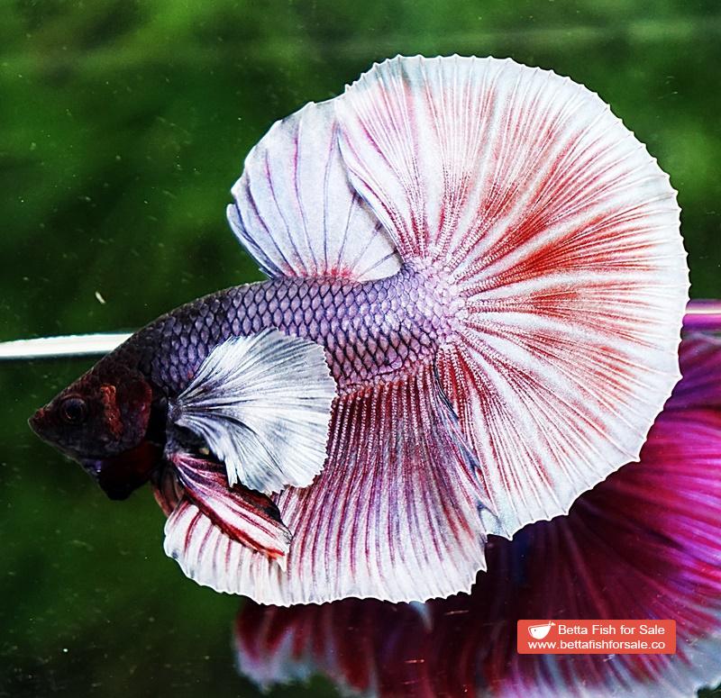 Betta fish HM Red Copper Salamander Dumbo - Image 2