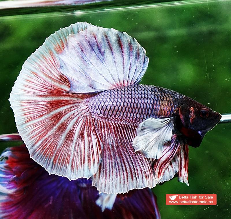 Betta fish HM Red Copper Salamander Dumbo - Image 3