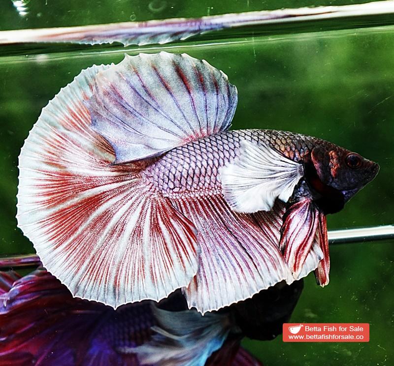 Betta fish HM Red Copper Salamander Dumbo - Image 5