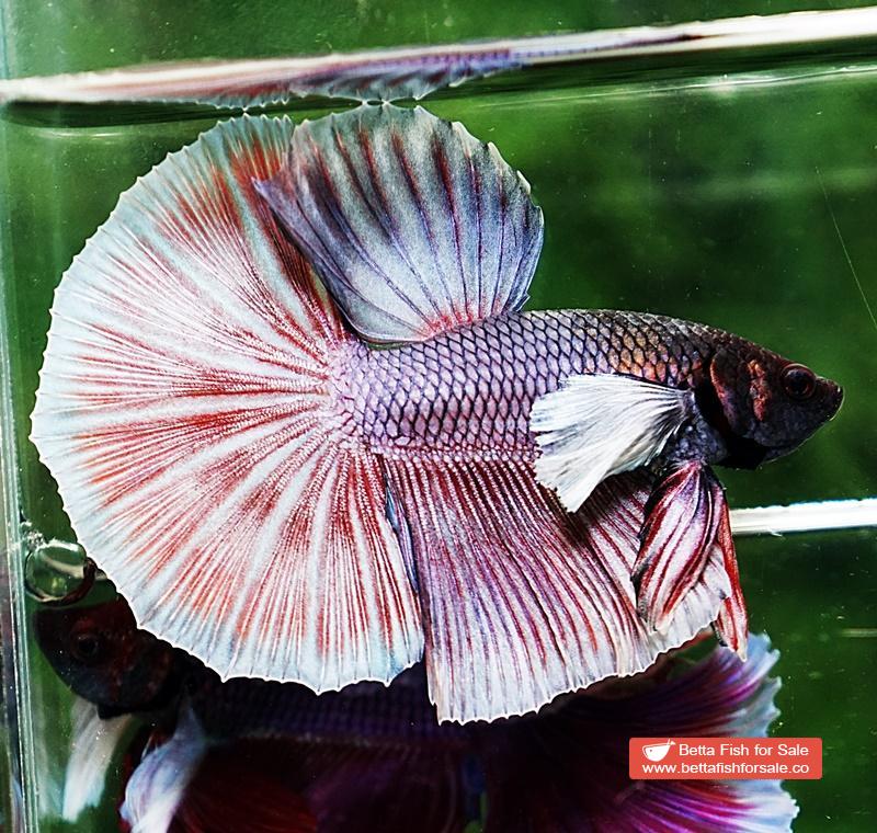 Betta fish HM Red Copper Salamander Dumbo - Image 6