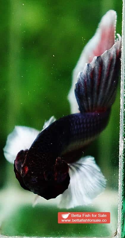 Betta fish HM Red Copper Salamander Dumbo - Image 7