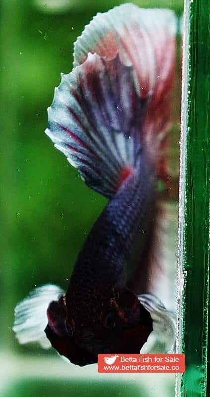 Betta fish HM Red Copper Salamander Dumbo - Image 8