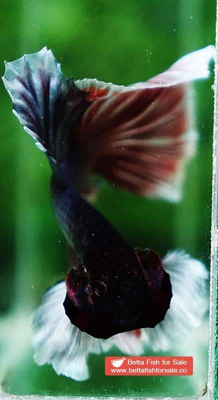 Betta fish HM Red Copper Salamander Dumbo - Image 9