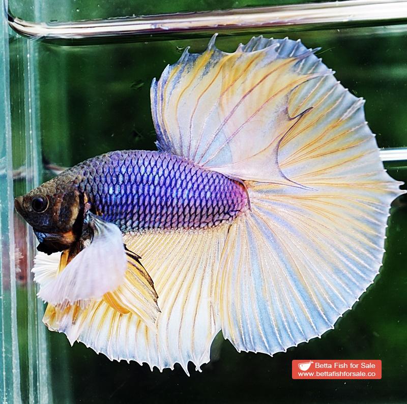 Betta fish HM Purple Mustard Dumbo - Image 5