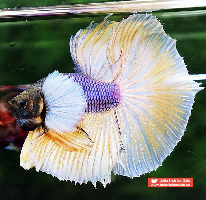 Betta fish HM Purple Mustard Dumbo - Image 3