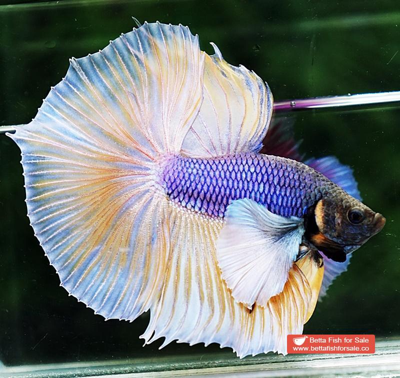 Betta fish HM Purple Mustard Dumbo - Image 4