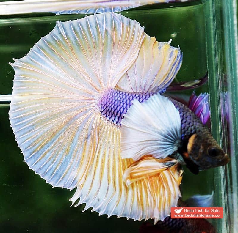Betta fish HM Purple Mustard Dumbo - Image 2