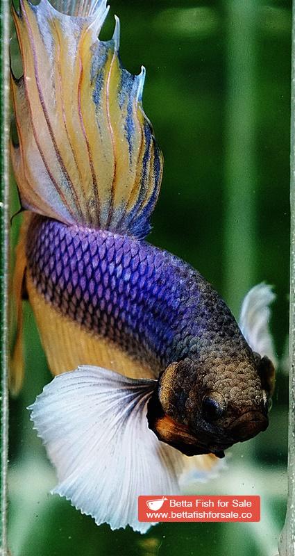 Betta fish HM Purple Mustard Dumbo - Image 6