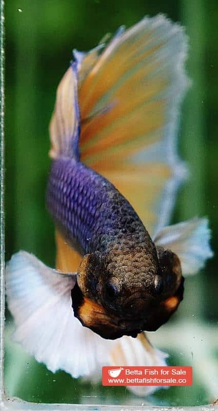 Betta fish HM Purple Mustard Dumbo - Image 7