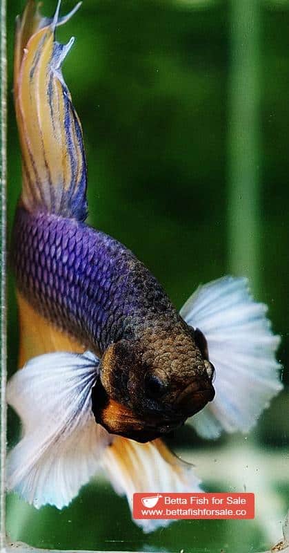 Betta fish HM Purple Mustard Dumbo - Image 8