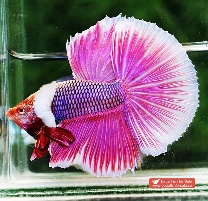 Betta fish HM Pink Lavender Dumbo - Image 3