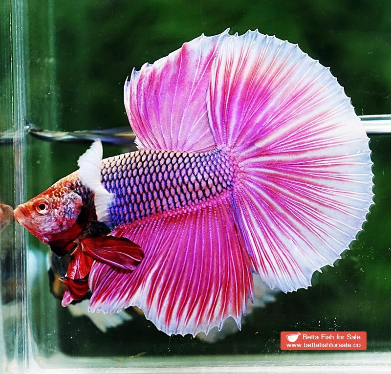 Betta fish HM Pink Lavender Dumbo - Image 5
