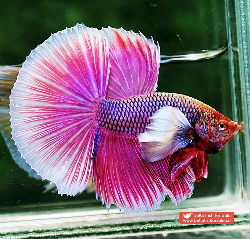 Betta fish HM Pink Lavender Dumbo - Image 2