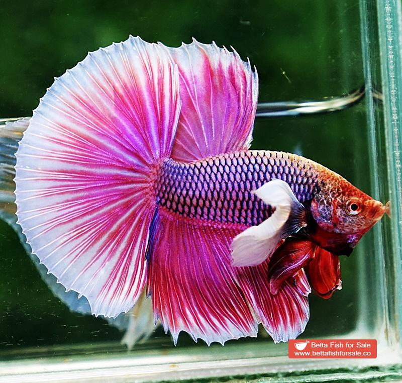 Betta fish HM Pink Lavender Dumbo - Image 4