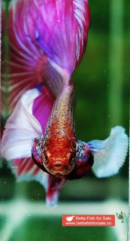 Betta fish HM Pink Lavender Dumbo - Image 6