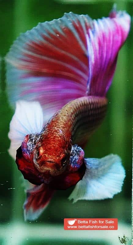 Betta fish HM Pink Lavender Dumbo - Image 7