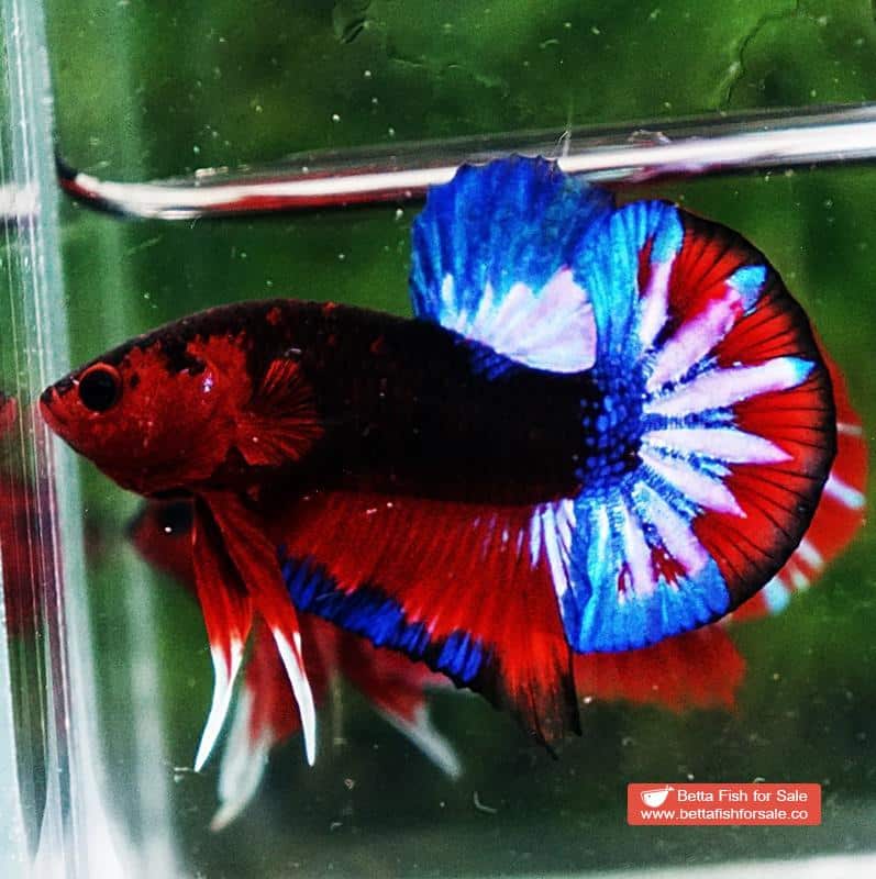 Betta fish HMPK Dark Captain America - Image 4