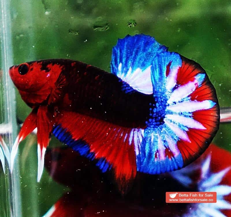 Betta fish HMPK Dark Captain America - Image 2