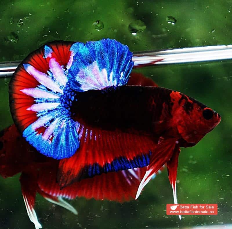 Betta fish HMPK Dark Captain America - Image 3