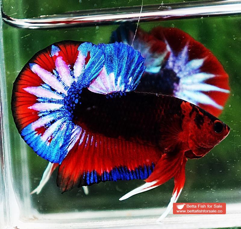 Betta fish HMPK Dark Captain America - Image 5