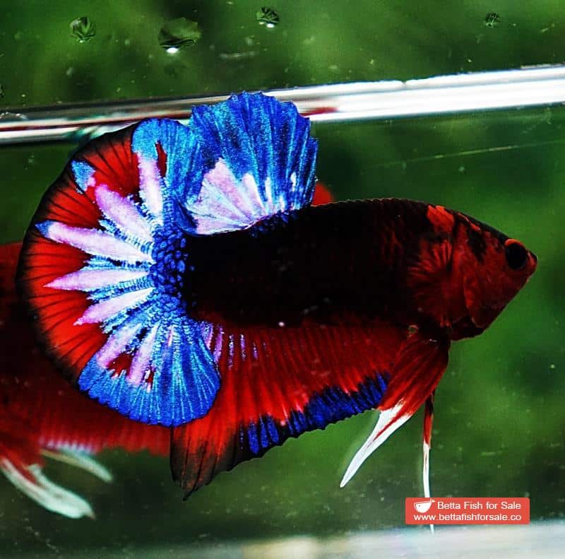 Betta fish HMPK Dark Captain America - Image 6