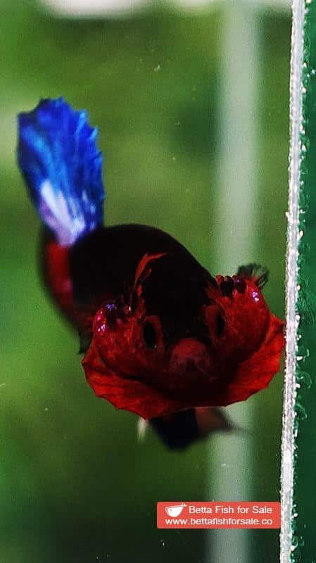 Betta fish HMPK Dark Captain America - Image 7