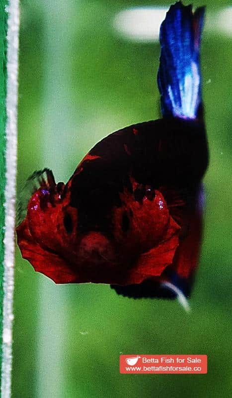 Betta fish HMPK Dark Captain America - Image 8
