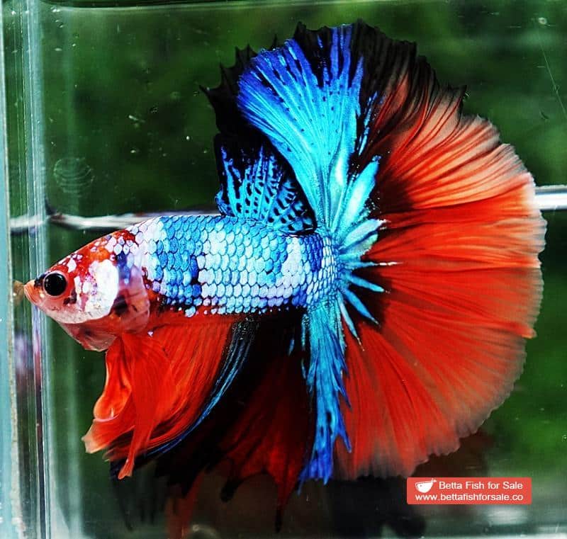 Betta fish OHM Emerald Candy Marble - Image 4