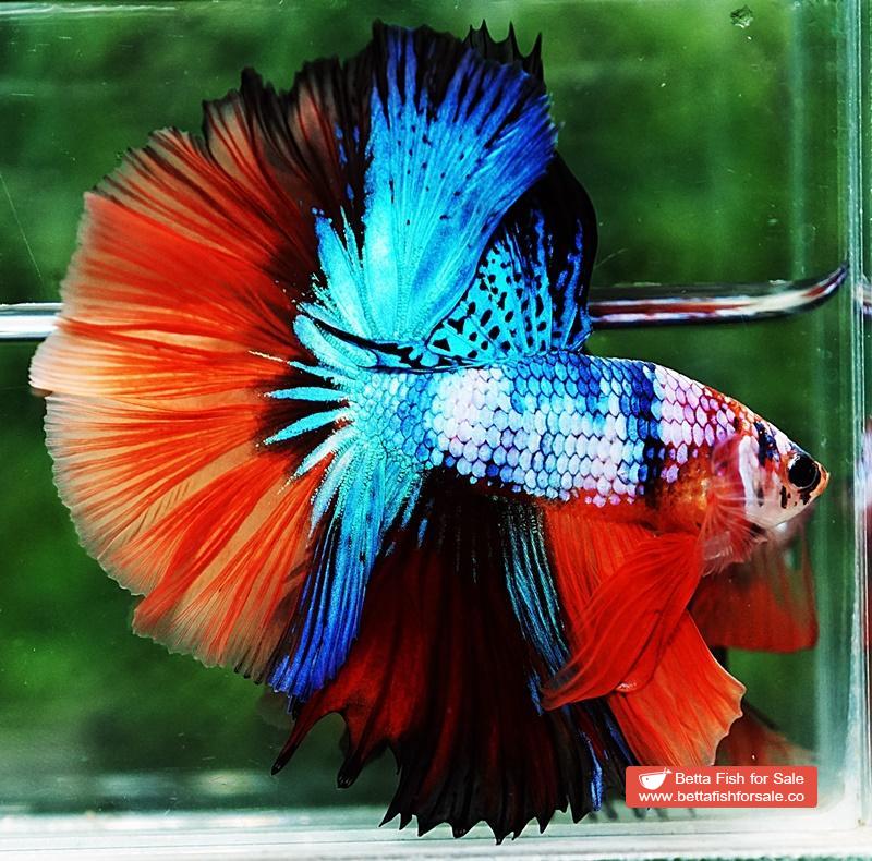 Betta fish OHM Emerald Candy Marble - Image 3