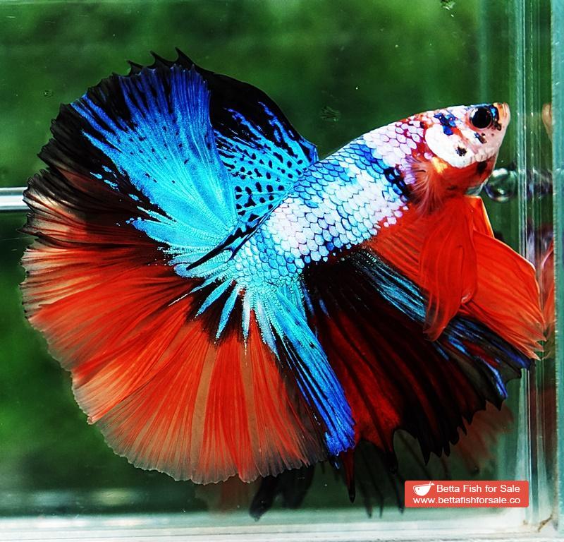 Betta fish OHM Emerald Candy Marble - Image 5
