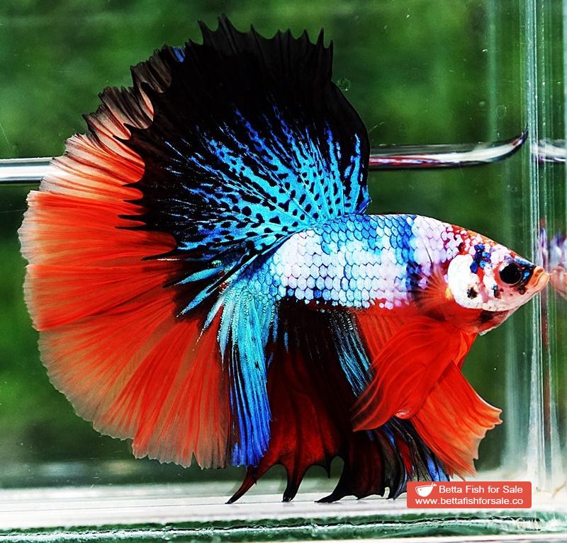 Betta fish OHM Emerald Candy Marble - Image 7