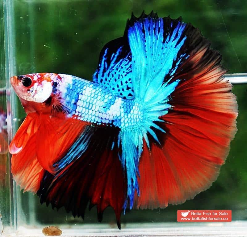 Betta fish OHM Emerald Candy Marble - Image 2