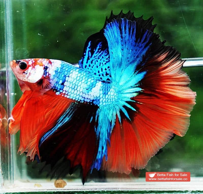 Betta fish OHM Emerald Candy Marble - Image 6