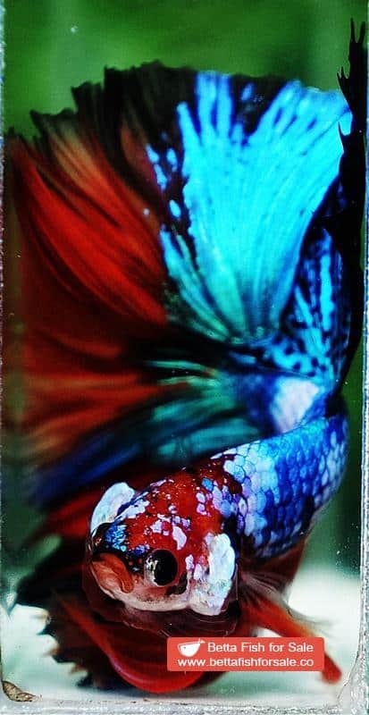 Betta fish OHM Emerald Candy Marble - Image 8