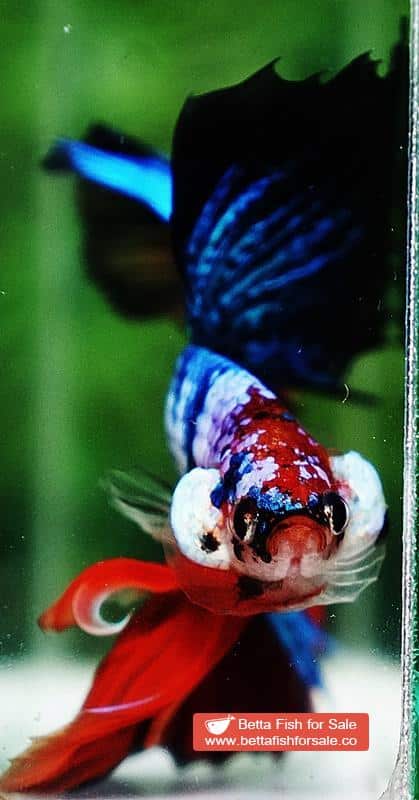 Betta fish OHM Emerald Candy Marble - Image 9