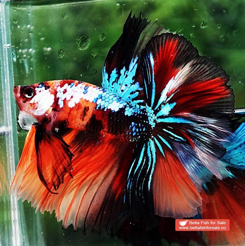 Betta fish OHM Nemo Galaxy Sky Hawk - Image 2