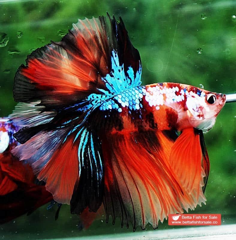 Betta fish OHM Nemo Galaxy Sky Hawk - Image 3