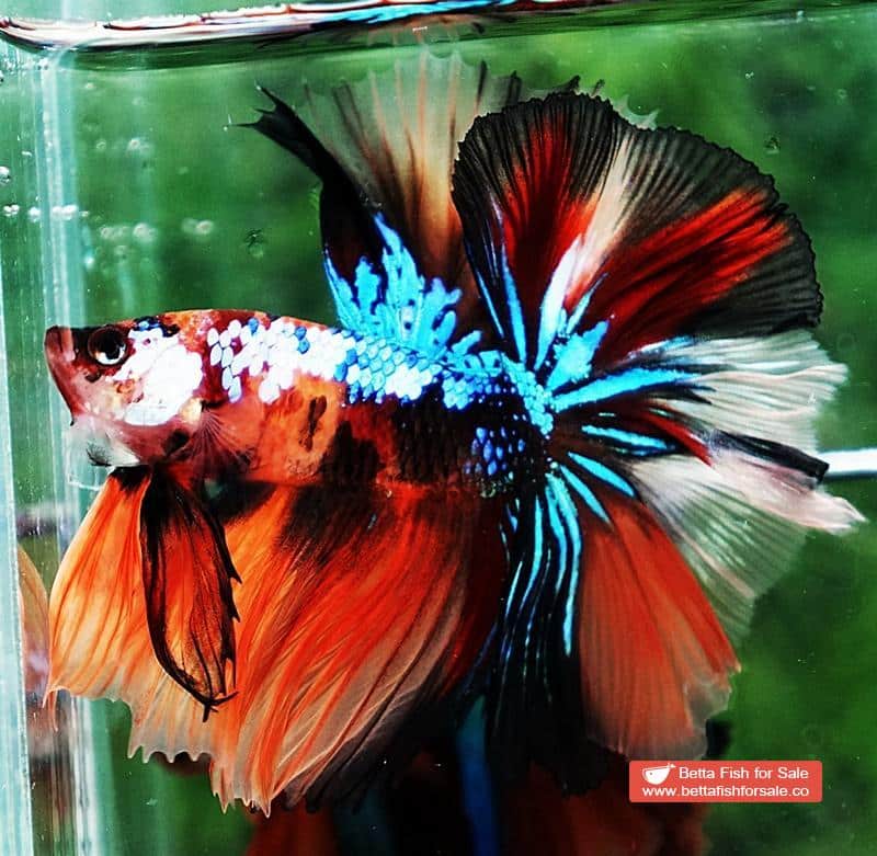 Betta fish OHM Nemo Galaxy Sky Hawk - Image 4