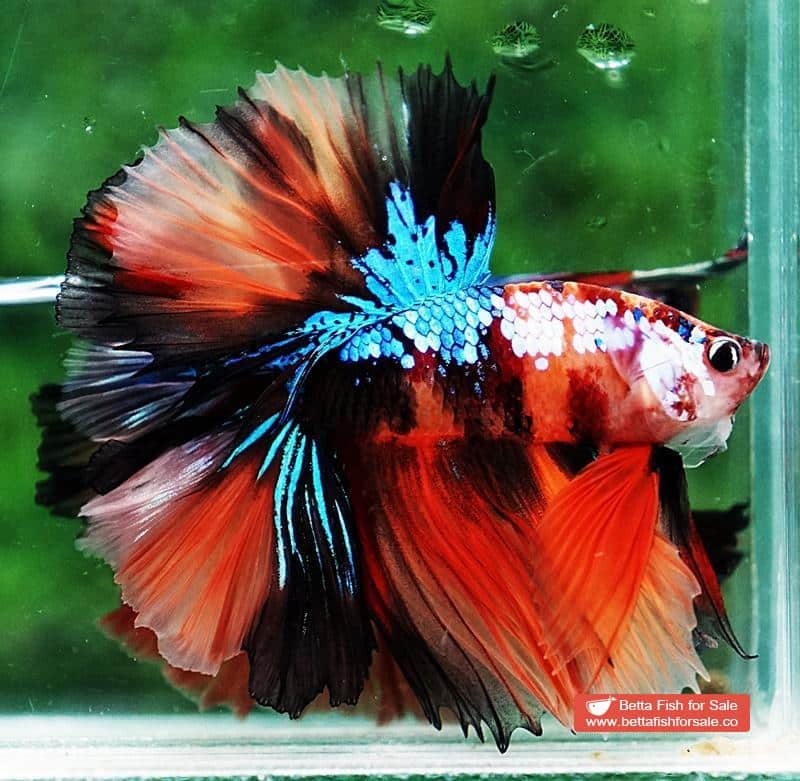 Betta fish OHM Nemo Galaxy Sky Hawk - Image 5