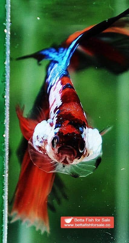 Betta fish OHM Nemo Galaxy Sky Hawk - Image 6