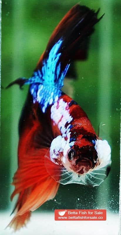 Betta fish OHM Nemo Galaxy Sky Hawk - Image 7