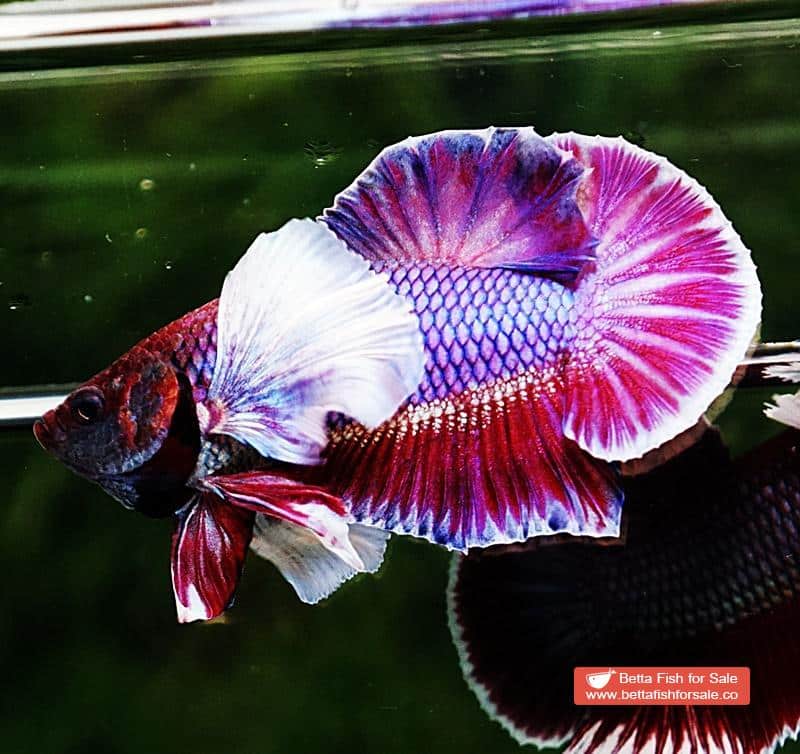 Betta fish HMPK Purple Lavender Dumbo - Image 3