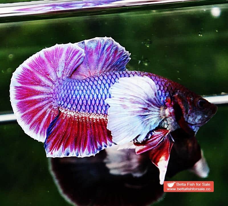 Betta fish HMPK Purple Lavender Dumbo
