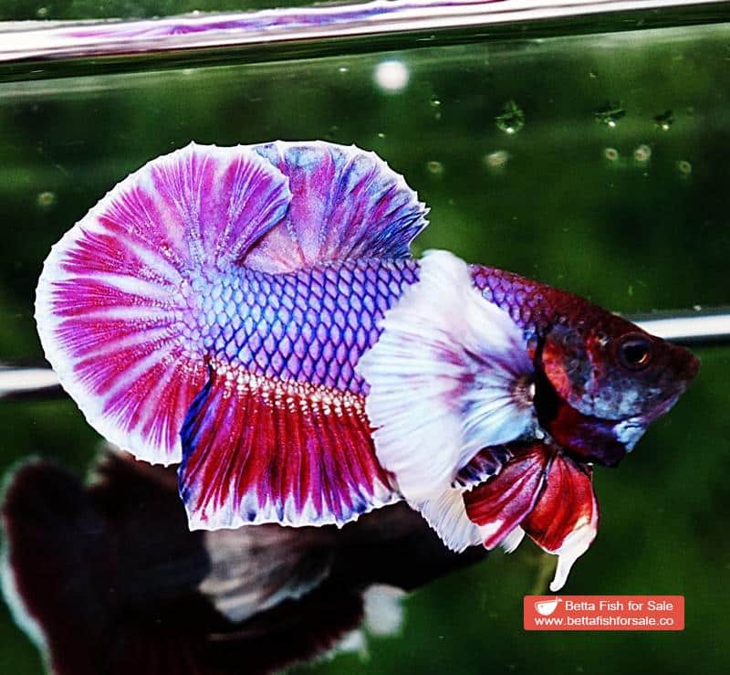 Betta fish HMPK Purple Lavender Dumbo - Image 4