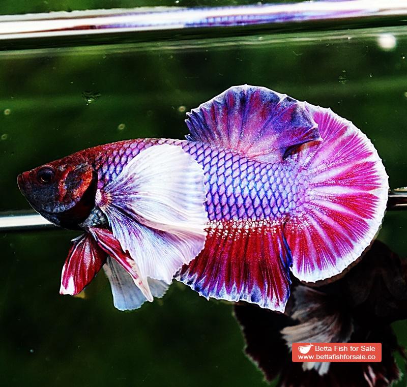 Betta fish HMPK Purple Lavender Dumbo - Image 5