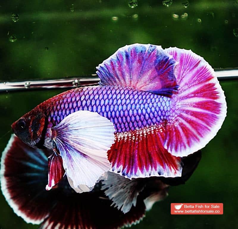 Betta fish HMPK Purple Lavender Dumbo - Image 6
