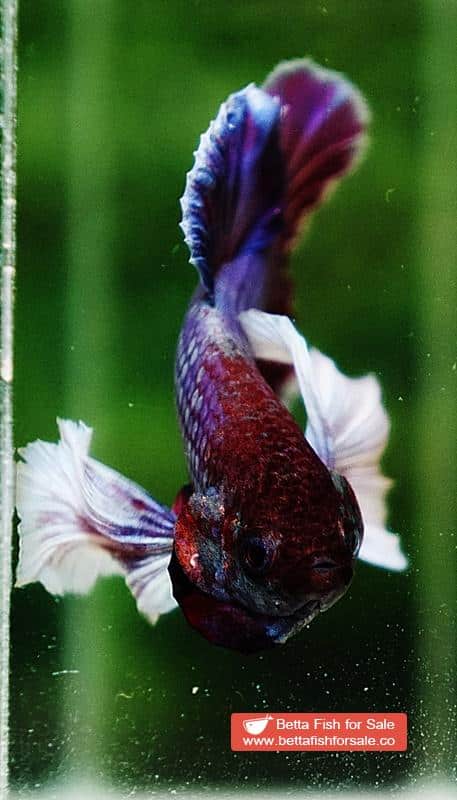Betta fish HMPK Purple Lavender Dumbo - Image 7