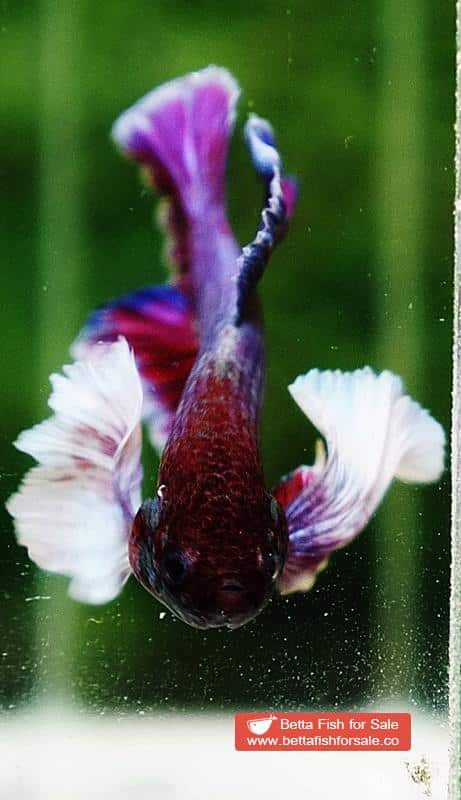 Betta fish HMPK Purple Lavender Dumbo - Image 8